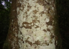 <i>Ocotea diospyrifolia</i> (Meisn.) Mez [Lauraceae]
