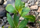 <i>Terminalia australis</i> Cambess. [Combretaceae]