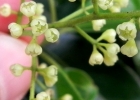 <i>Ocotea diospyrifolia</i> (Meisn.) Mez [Lauraceae]