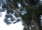 Clique para exibir a imagem e detalhes