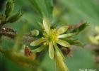<i>Triumfetta sp.</i>  [Malvaceae]