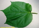<i>Heliocarpus americanus</i> L. [Malvaceae]