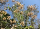 <i>Heliocarpus americanus</i> L. [Malvaceae]