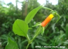 <i>Manettia luteo-rubra</i> (Vell.) Benth. [Rubiaceae]