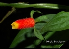 <i>Manettia luteo-rubra</i> (Vell.) Benth. [Rubiaceae]