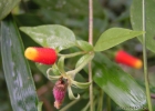 <i>Manettia luteo-rubra</i> (Vell.) Benth. [Rubiaceae]