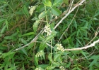 <i>Urvillea uniloba</i> Radlk. [Sapindaceae]