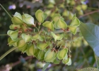 <i>Paullinia meliifolia</i> Juss. [Sapindaceae]