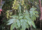 <i>Paullinia meliifolia</i> Juss. [Sapindaceae]