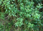 <i>Bernardia pulchella</i> (Baill.) Müll. Arg. [Euphorbiaceae]