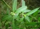 <i>Bernardia pulchella</i> (Baill.) Müll. Arg. [Euphorbiaceae]