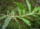 <i>Bernardia pulchella</i> (Baill.) Müll. Arg. [Euphorbiaceae]