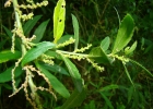 <i>Bernardia pulchella</i> (Baill.) Müll. Arg. [Euphorbiaceae]