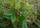<i>Leandra australis</i> (Cham.) Cogn. [Melastomataceae]