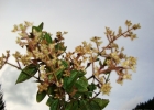 <i>Leandra australis</i> (Cham.) Cogn. [Melastomataceae]