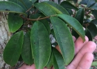 <i>Eugenia brevistyla</i> D. Legrand [Myrtaceae]
