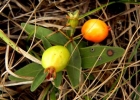 <i>Eugenia pitanga</i> (O.Berg) Nied [Myrtaceae]