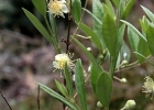 <i>Eugenia plurisepala</i> Barb. Rodr. ex Chod. et Hassl [Myrtaceae]