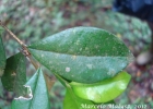 <i>Myrceugenia foveolata</i> (O.Berg) Sobral [Myrtaceae]