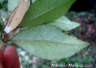 <i>Myrceugenia foveolata</i> (O.Berg) Sobral [Myrtaceae]