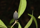 <i>Myrceugenia mesomischa</i> (Burret) D. Legrand et Kausel [Myrtaceae]