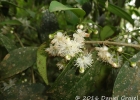 <i>Myrceugenia acutata</i> D. Legrand  [Myrtaceae]