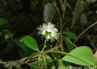<i>Myrceugenia acutata</i> D. Legrand  [Myrtaceae]