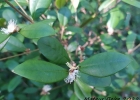 <i>Myrceugenia oxysepala</i> (Burret) D.Legrand & Kausel [Myrtaceae]