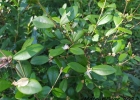 <i>Myrceugenia oxysepala</i> (Burret) D.Legrand & Kausel [Myrtaceae]