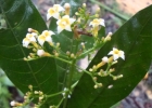 <i>Psychotria nemorosa</i> Gardner [Rubiaceae]