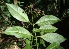 <i>Psychotria nemorosa</i> Gardner [Rubiaceae]