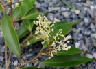 <i>Ocotea aciphylla</i> (Nees) Mez  [Lauraceae]