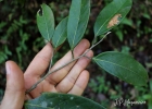 <i>Ocotea aciphylla</i> (Nees) Mez  [Lauraceae]