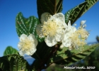 <i>Campomanesia reitziana</i> D. Legrand [Myrtaceae]