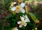 <i>Campomanesia reitziana</i> D. Legrand [Myrtaceae]
