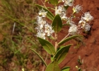<i>Myrcia verticillaris</i> O.Berg [Myrtaceae]