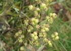<i>Myrcia verticillaris</i> O.Berg [Myrtaceae]