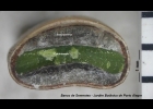 <i>Senna pendula</i> (Willd.) H.S.Irwin & Barneby [Fabaceae]