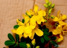 <i>Senna pendula</i> (Willd.) H.S.Irwin & Barneby [Fabaceae]