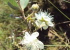 <i>Psidium salutare var. sericeum</i> (Cambess.) Landrum [Myrtaceae]