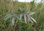 <i>Psidium salutare var. sericeum</i> (Cambess.) Landrum [Myrtaceae]