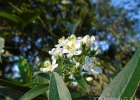 <i>Escallonia bifida</i> Link & Otto [Escalloniaceae]