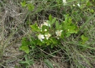 <i>Psidium salutare var. mucronatum</i> (Cambess.) Landrum [Myrtaceae]