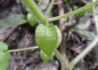 <i>Physalis pubescens</i> L. [Solanaceae]