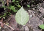 <i>Physalis pubescens</i> L. [Solanaceae]