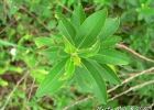 <i>Escallonia bifida</i> Link & Otto [Escalloniaceae]