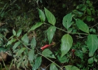 <i>Ruellia angustiflora</i> (Ness) Lindau ex Rambo [Acanthaceae]