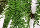 <i>Asplenium claussenii</i> Hieron. [Aspleniaceae]