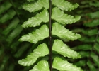 <i>Asplenium claussenii</i> Hieron. [Aspleniaceae]