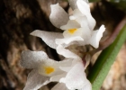 <i>Capanemia micromera</i> Barb. Rodr. [Orchidaceae]